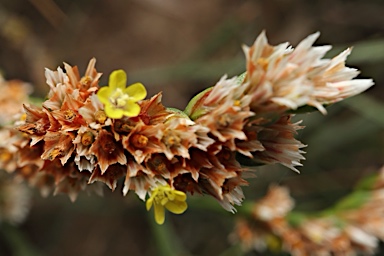 APII jpeg image of Limonium australe  © contact APII