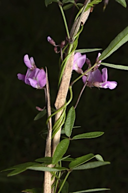 APII jpeg image of Glycine microphylla  © contact APII