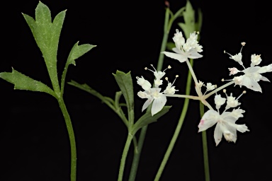 APII jpeg image of Xanthosia atkinsoniana  © contact APII