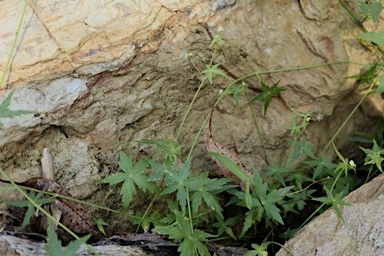 APII jpeg image of Trachymene geraniifolia  © contact APII