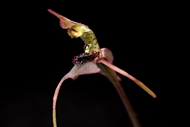 APII jpeg image of Chiloglottis seminuda  © contact APII
