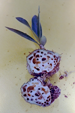 APII jpeg image of Myrmecodia beccarii  © contact APII