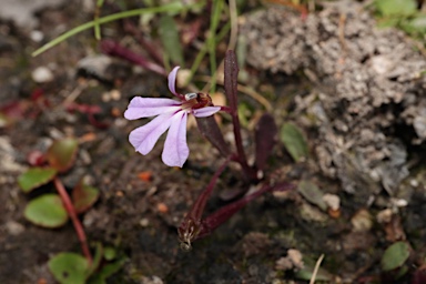 APII jpeg image of Lobelia anceps  © contact APII