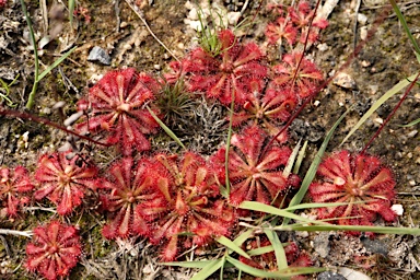 APII jpeg image of Drosera spatulata  © contact APII