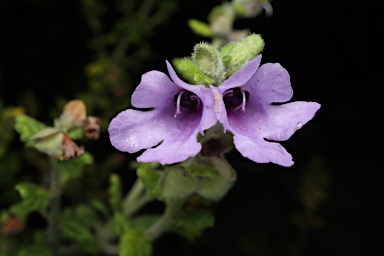 APII jpeg image of Prostanthera albohirta  © contact APII