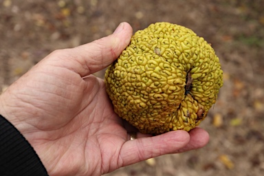 APII jpeg image of Maclura pomifera  © contact APII