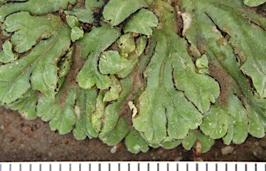 APII jpeg image of Riccia inflexa  © contact APII