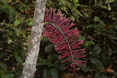 APII jpeg image of Hollandaea riparia  © contact APII