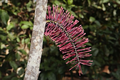 APII jpeg image of Hollandaea riparia  © contact APII