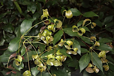 APII jpeg image of Bosistoa transversa  © contact APII