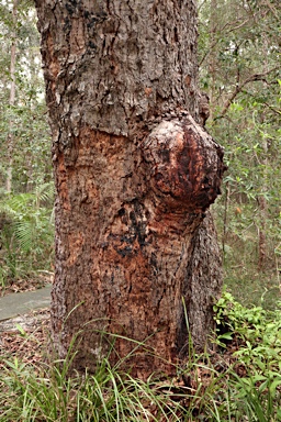 APII jpeg image of Corymbia intermedia  © contact APII