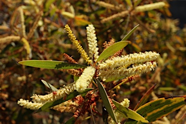 APII jpeg image of Acacia leiocalyx subsp. leiocalyx  © contact APII