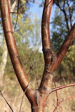 APII jpeg image of Acacia calamifolia  © contact APII