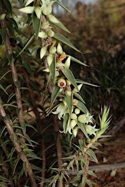 APII jpeg image of Melichrus urceolatus  © contact APII