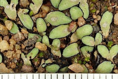 APII jpeg image of Riccia inflexa  © contact APII