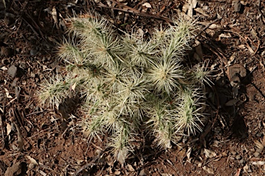 APII jpeg image of Cylindropuntia pallida  © contact APII