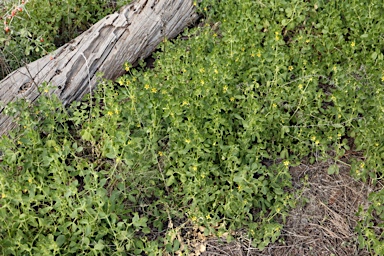 APII jpeg image of Roepera apiculata  © contact APII