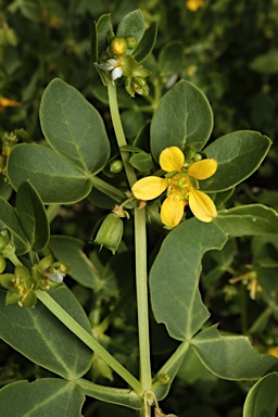 APII jpeg image of Roepera apiculata  © contact APII