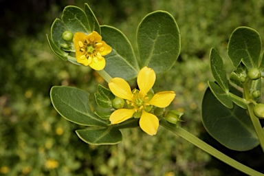 APII jpeg image of Roepera apiculata  © contact APII