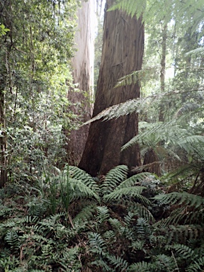 APII jpeg image of Eucalyptus denticulata  © contact APII