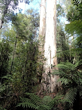 APII jpeg image of Eucalyptus denticulata  © contact APII