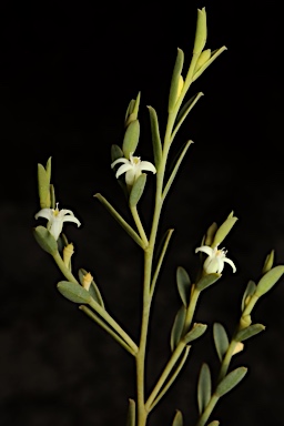 APII jpeg image of Olax stricta  © contact APII