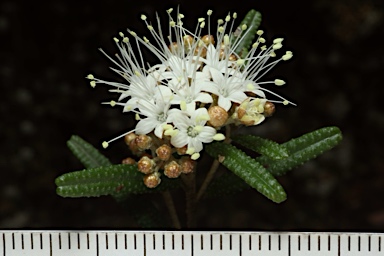 APII jpeg image of Phebalium verrucosum  © contact APII