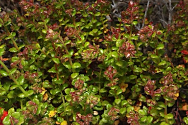 APII jpeg image of Gonocarpus teucrioides  © contact APII