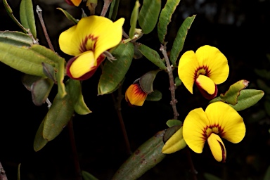 APII jpeg image of Bossiaea kiamensis  © contact APII