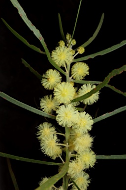 APII jpeg image of Acacia elongata  © contact APII
