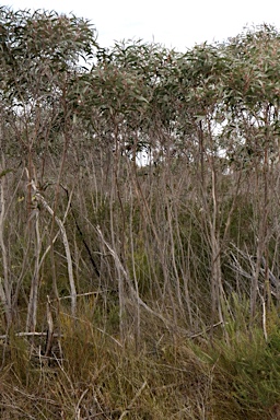 APII jpeg image of Eucalyptus dendromorpha  © contact APII