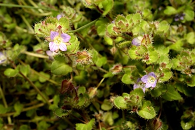 APII jpeg image of Veronica hederifolia  © contact APII