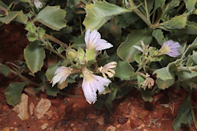 APII jpeg image of Scaevola parvibarbata  © contact APII