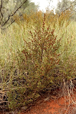 APII jpeg image of Dodonaea peduncularis  © contact APII