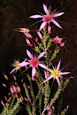 APII jpeg image of Calytrix longiflora  © contact APII