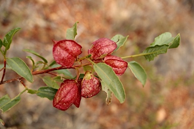 APII jpeg image of Dodonaea petiolaris  © contact APII
