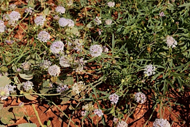 APII jpeg image of Trachymene cyanantha  © contact APII