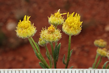 APII jpeg image of Calotis latiuscula  © contact APII