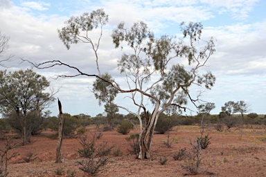 APII jpeg image of Eucalyptus thozetiana  © contact APII