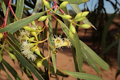 APII jpeg image of Eucalyptus thozetiana  © contact APII