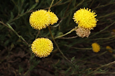 APII jpeg image of Leiocarpa brevicompta  © contact APII