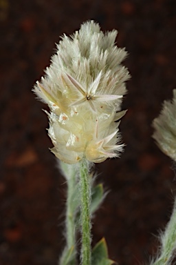 APII jpeg image of Ptilotus pseudohelipteroides  © contact APII