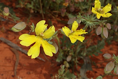 APII jpeg image of Velleia glabrata  © contact APII