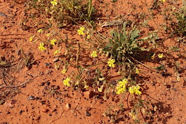 APII jpeg image of Velleia glabrata  © contact APII