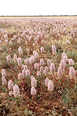 APII jpeg image of Ptilotus exaltatus  © contact APII