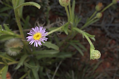 APII jpeg image of Vittadinia arida  © contact APII