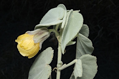 APII jpeg image of Abutilon calliphyllum  © contact APII