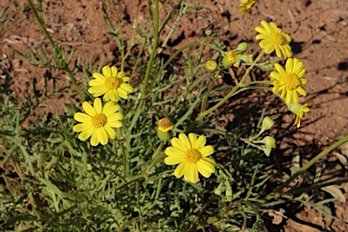 APII jpeg image of Senecio brigalowensis  © contact APII
