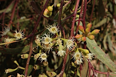 APII jpeg image of Eucalyptus thozetiana  © contact APII