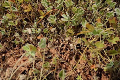 APII jpeg image of Marsilea costulifera  © contact APII